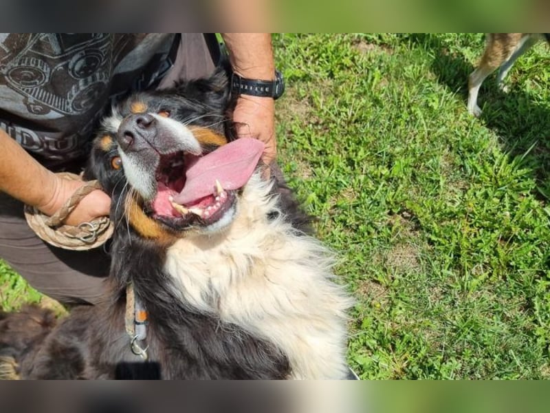 Berner Sennenhund Ben
