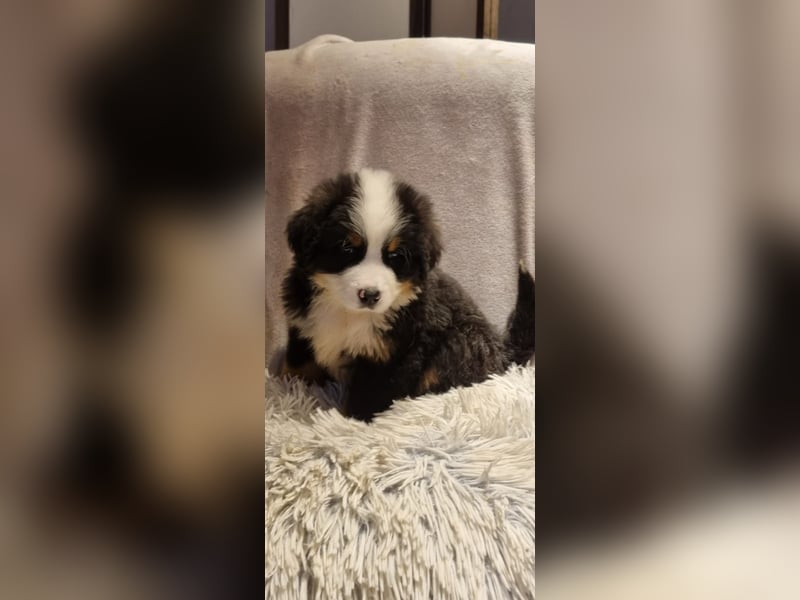 Wunderschöner Berner Sennenhund