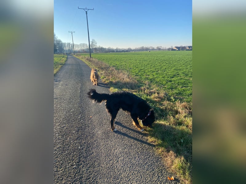 Wunderschöner Berner Sennenhund Deckrüde sucht passende Hündin