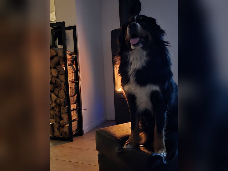 Wunderschöner Berner Sennenhund Deckrüde sucht passende Hündin