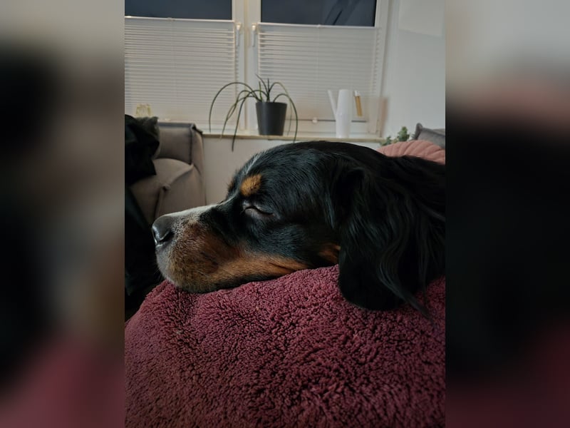 Wunderschöner Berner Sennenhund Deckrüde sucht passende Hündin