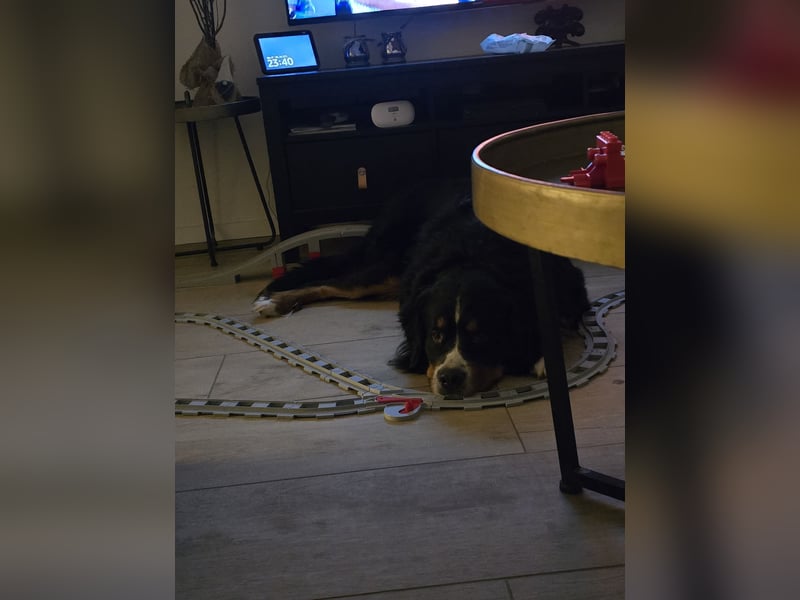 Wunderschöner Berner Sennenhund Deckrüde sucht passende Hündin