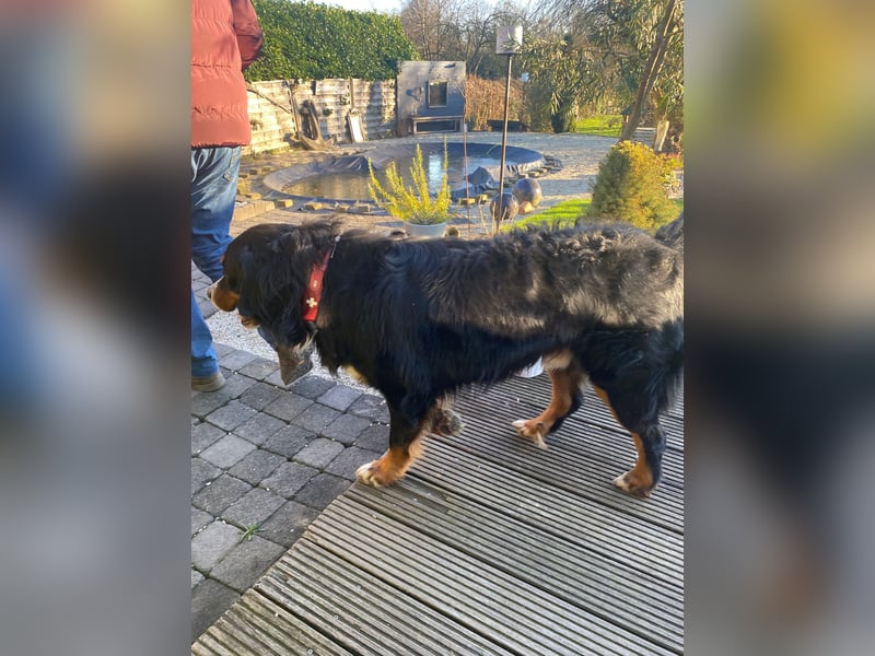 Wunderschöner Berner Sennenhund Deckrüde sucht passende Hündin