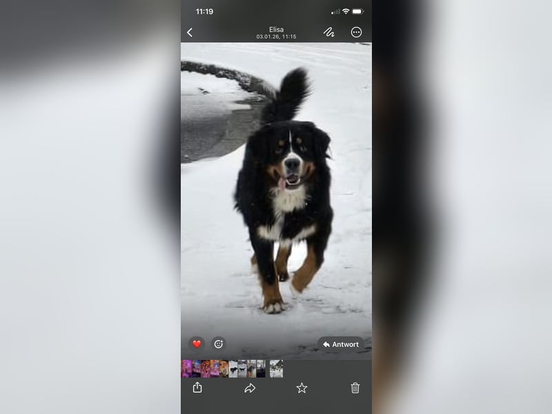 Wunderschöner Berner Sennenhund Deckrüde sucht passende Hündin
