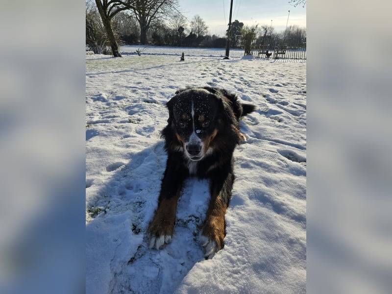 Wunderschöner Berner Sennenhund Deckrüde sucht passende Hündin