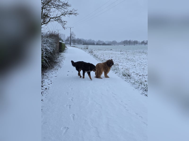 Wunderschöner Berner Sennenhund Deckrüde sucht passende Hündin
