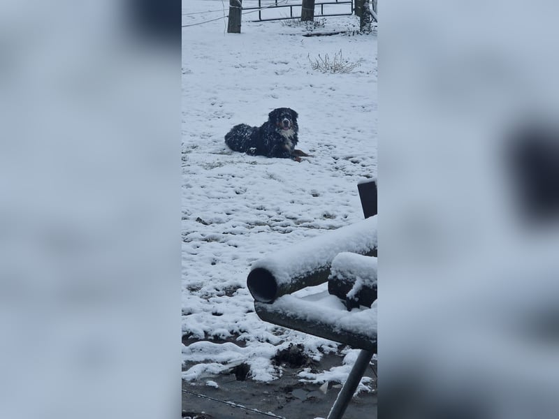 Wunderschöner Berner Sennenhund Deckrüde sucht passende Hündin