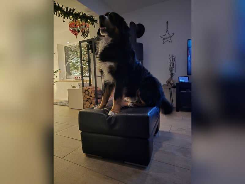 Wunderschöner Berner Sennenhund Deckrüde sucht passende Hündin