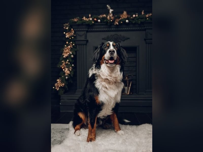 Berner Sennenhund CHARLY - aus Laufenburg - als Deckrüde