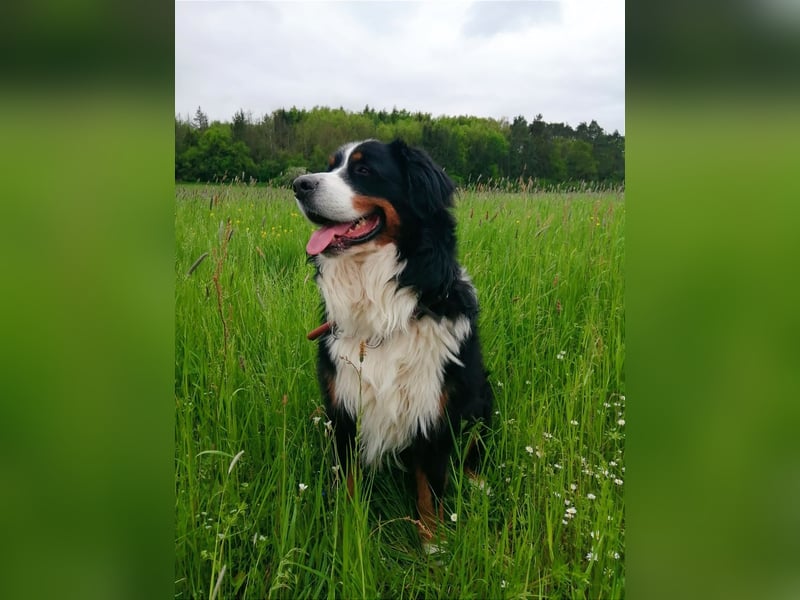 Berner Sennenhund CHARLY - aus Laufenburg - als Deckrüde
