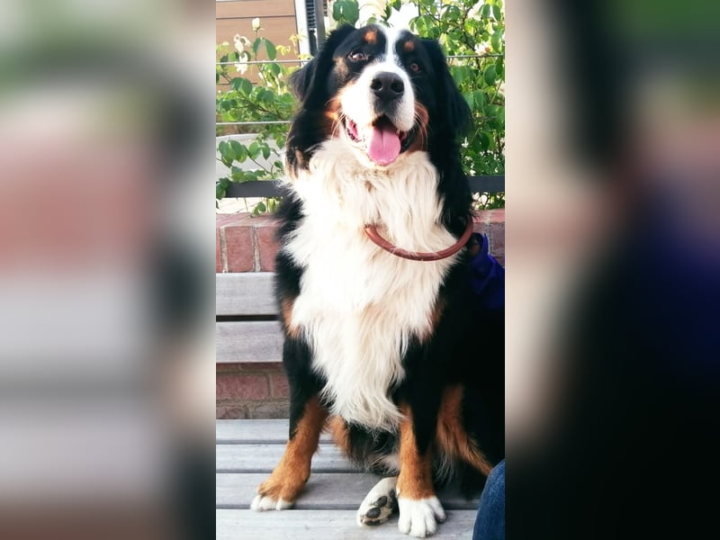 Berner Sennenhund CHARLY - aus Laufenburg - als Deckrüde