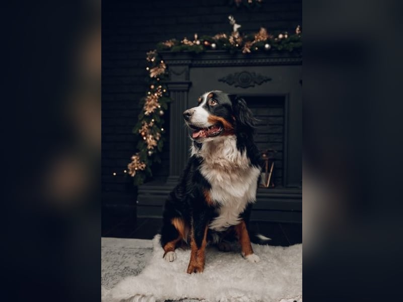 Berner Sennenhund CHARLY - aus Laufenburg - als Deckrüde