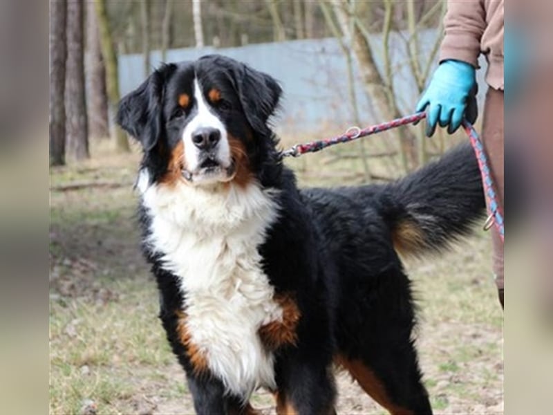 Paule, Berner Sennenhund, geb. 2022, sucht hundeerfahrene, geduldige Besitzer