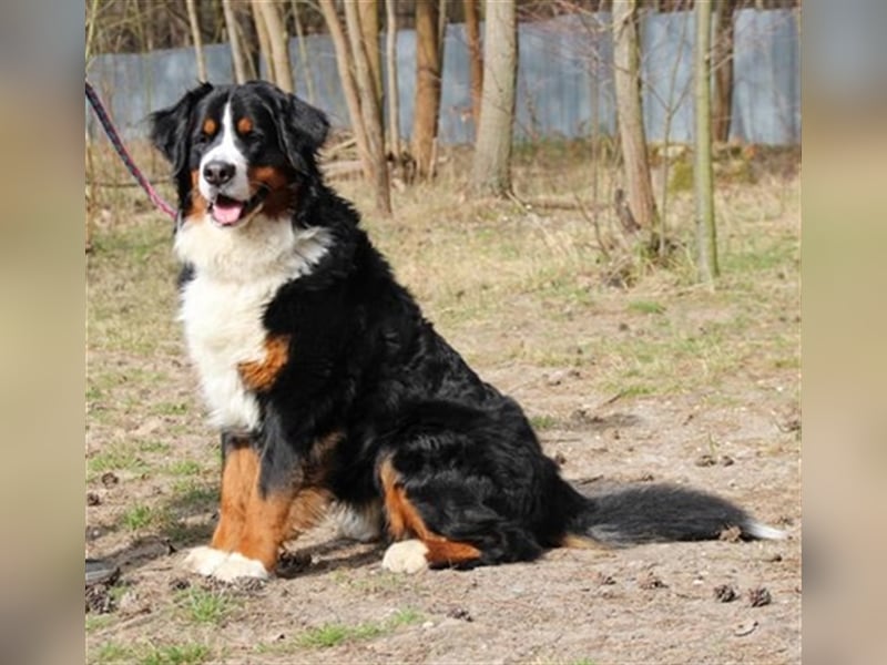 Paule, Berner Sennenhund, geb. 2022, sucht hundeerfahrene, geduldige Besitzer