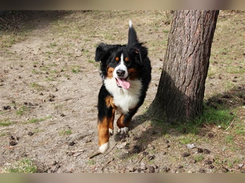 Paule, Berner Sennenhund, geb. 2022, sucht hundeerfahrene, geduldige Besitzer