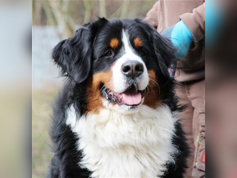 Paule, Berner Sennenhund, geb. 2022, sucht hundeerfahrene, geduldige Besitzer