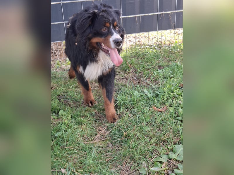 Markusz, bildhübscher Berner Sennenhund geb. 2024