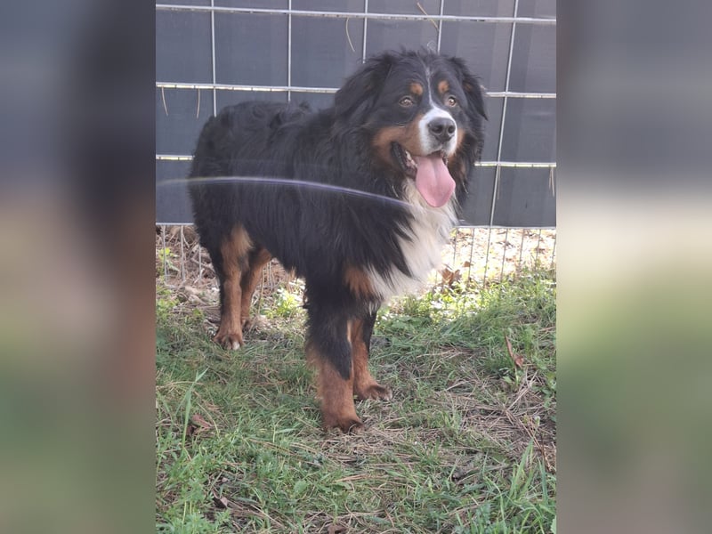 Markusz, bildhübscher Berner Sennenhund geb. 2024