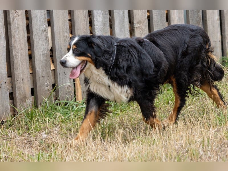 Hettike. liebe Berner Sennenhündin geb. 06/2019
