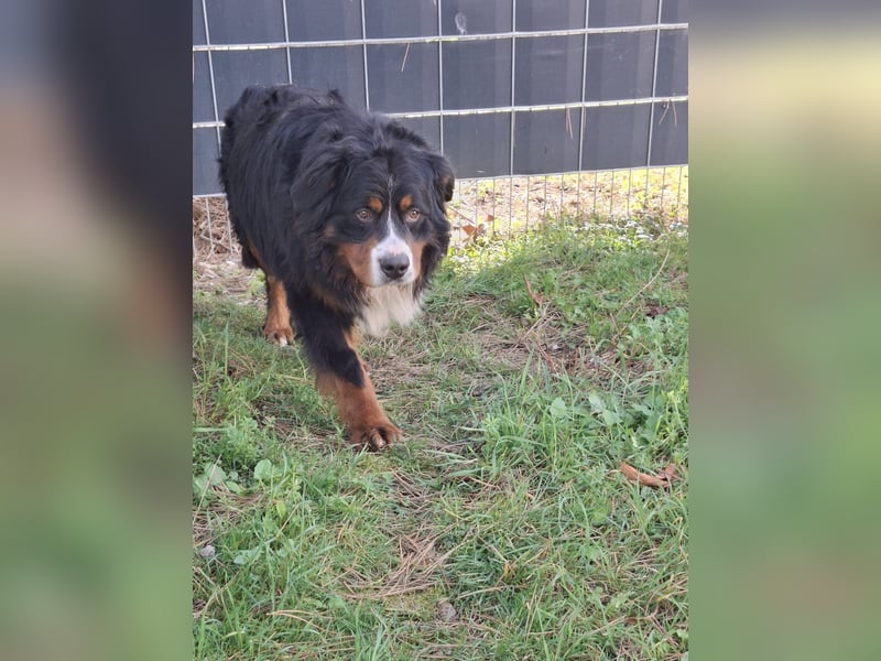 Markusz, bildhübscher Berner Sennenhund geb. 2024