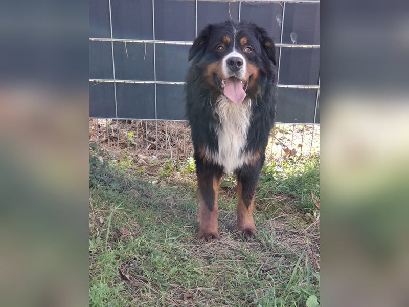Markusz, bildhübscher Berner Sennenhund geb. 2024