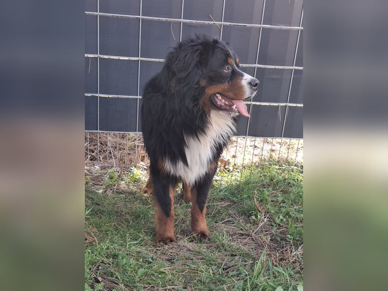 Markusz, bildhübscher Berner Sennenhund geb. 2024