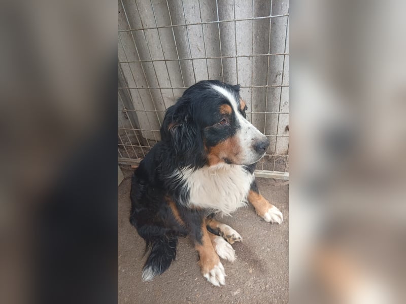 Hettike. liebe Berner Sennenhündin geb. 06/2019