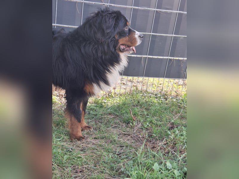 Markusz, bildhübscher Berner Sennenhund geb. 2024