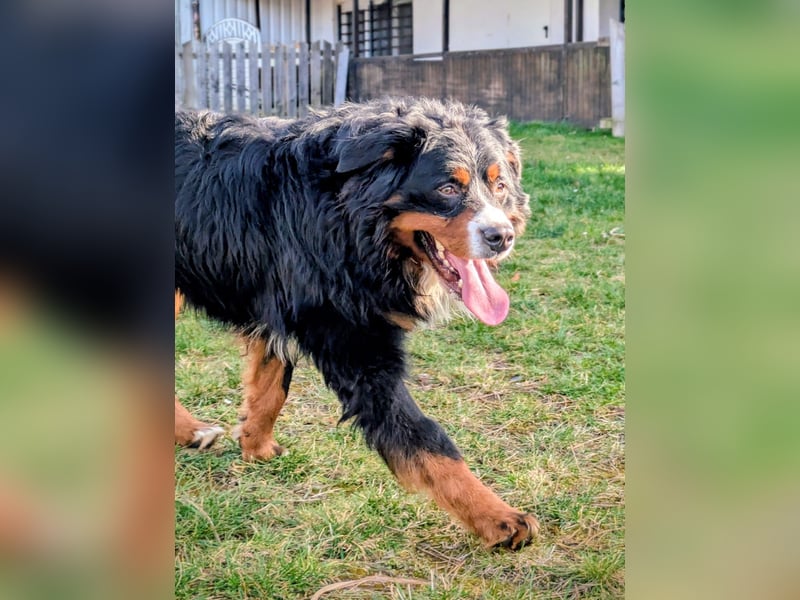 Markusz, bildhübscher Berner Sennenhund geb. 2024