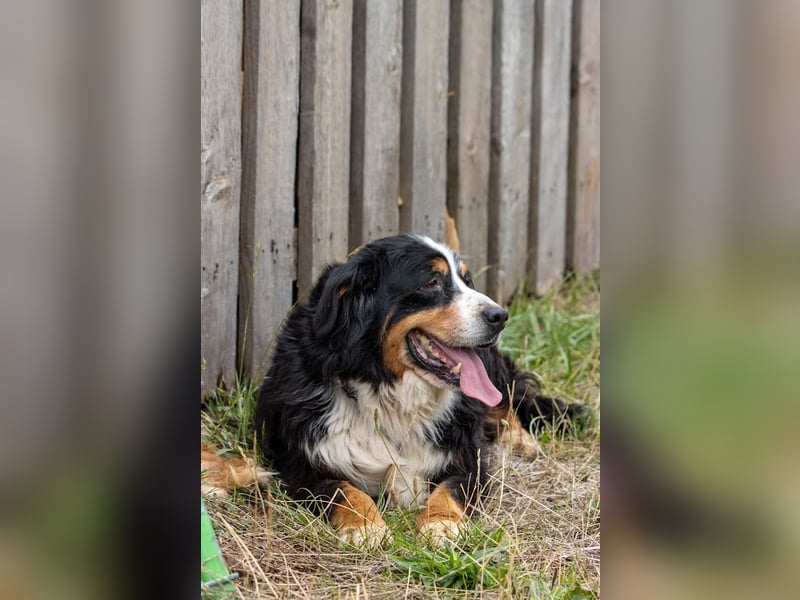 Hettike. liebe Berner Sennenhündin geb. 06/2019