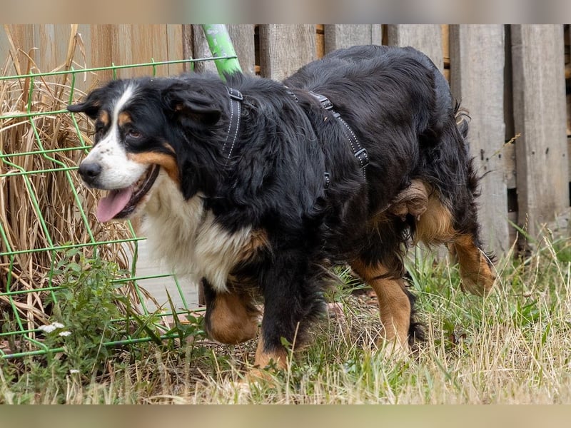 Hettike. liebe Berner Sennenhündin geb. 06/2019