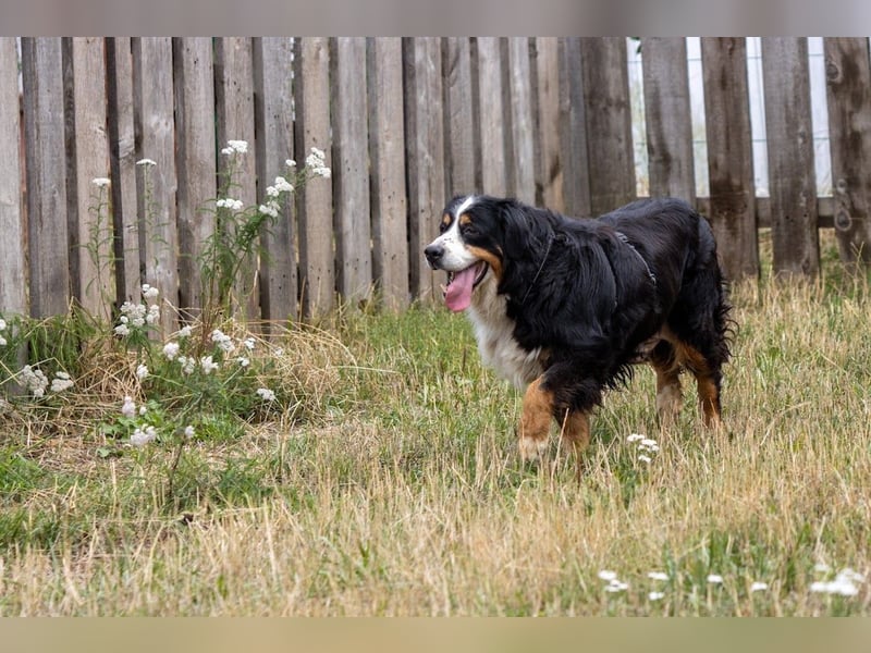 Hettike. liebe Berner Sennenhündin geb. 06/2019