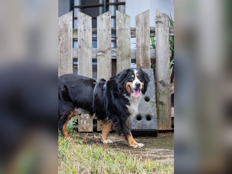 Hettike. liebe Berner Sennenhündin geb. 06/2019
