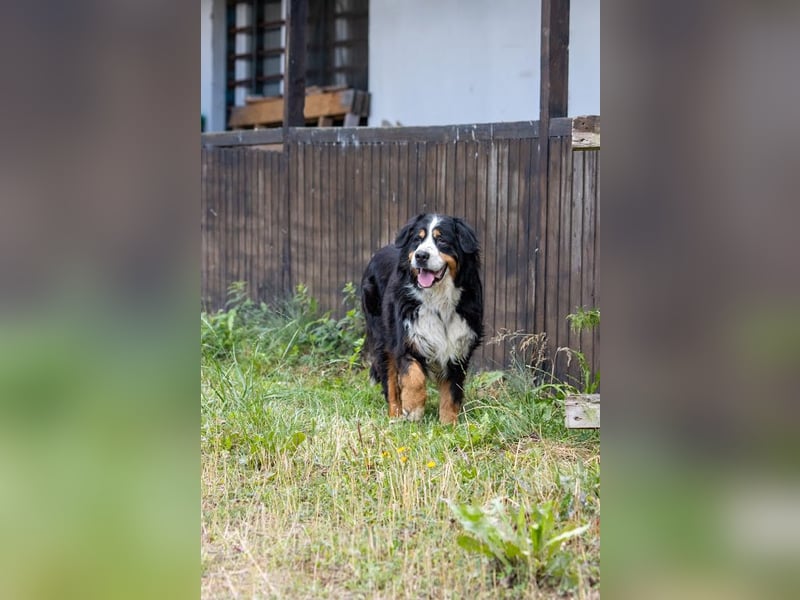Hettike. liebe Berner Sennenhündin geb. 06/2019