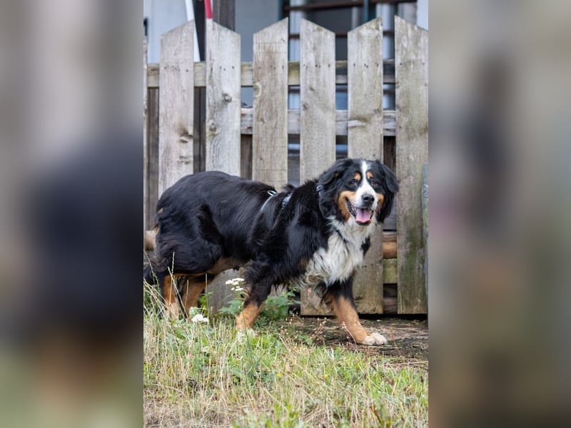 Hettike. liebe Berner Sennenhündin geb. 06/2019