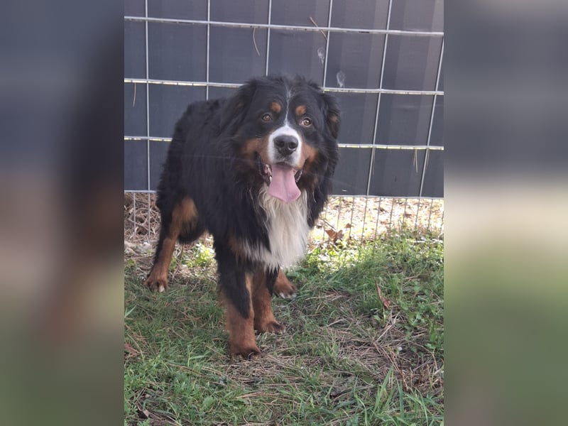 Markusz, bildhübscher Berner Sennenhund geb. 2024