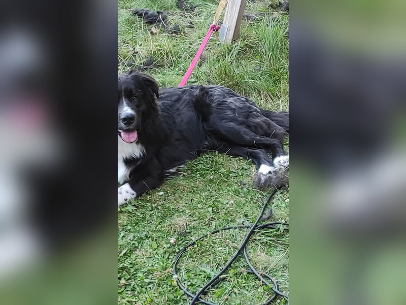 Aktiver Bordercollie Bernersenn Mix