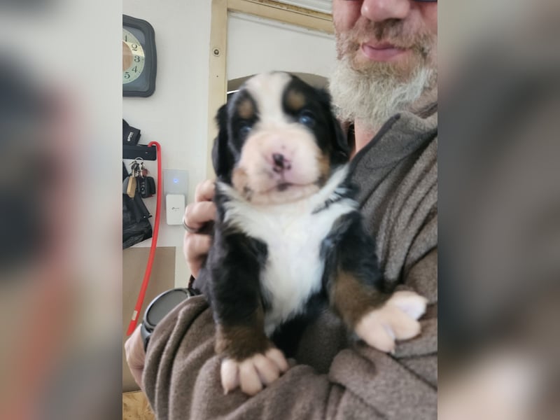 Reinrassige Berner Sennenhunde Welpen