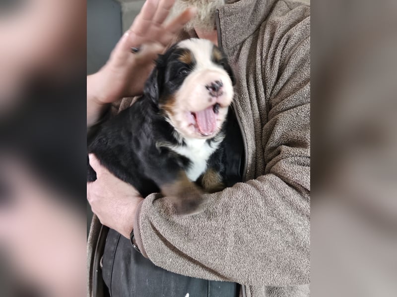 Reinrassige Berner Sennenhunde Welpen