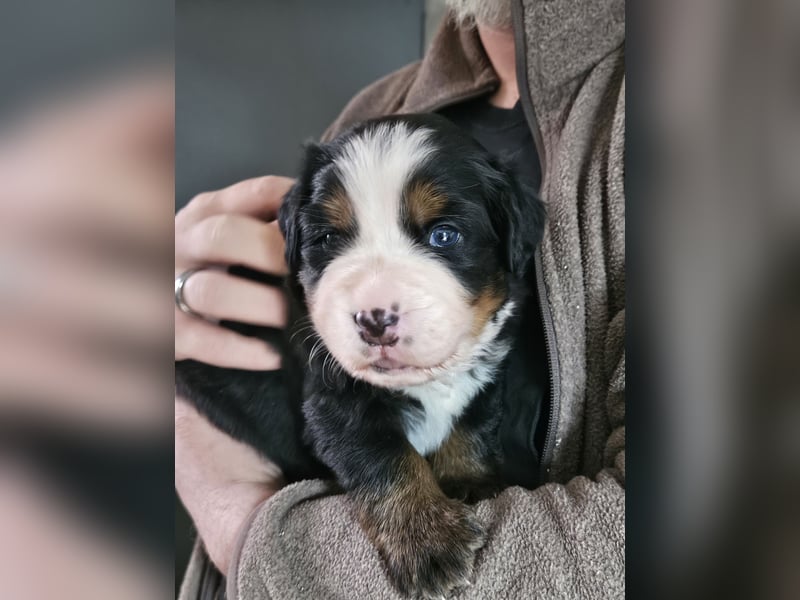 Reinrassige Berner Sennenhunde Welpen