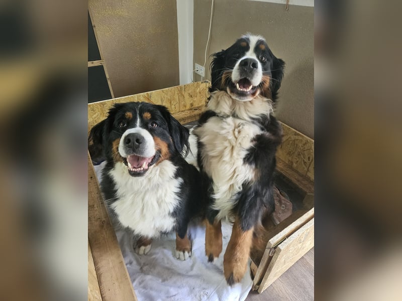 Reinrassige Berner Sennenhunde Welpen