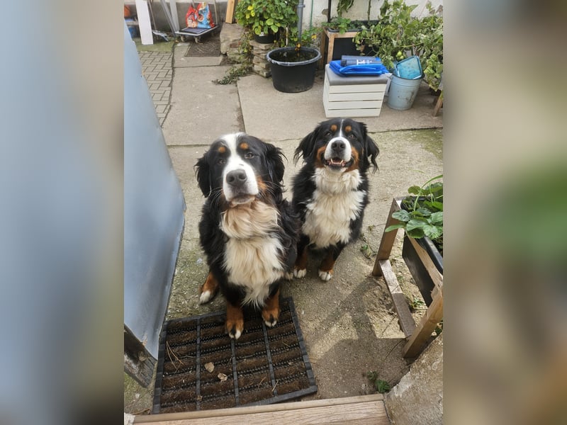 Reinrassige Berner Sennenhunde Welpen