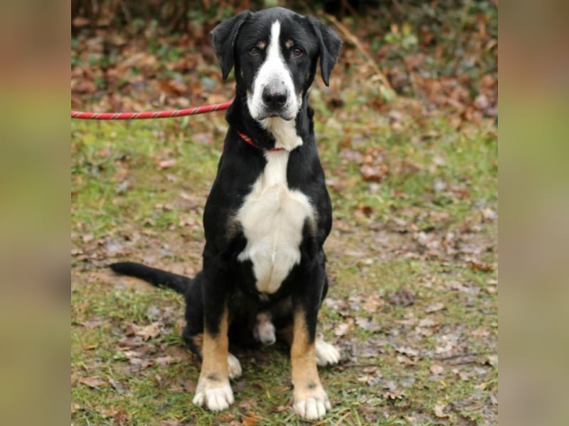 DEWEE – Berner Sennen-Labrador-Mix aus Mornac
