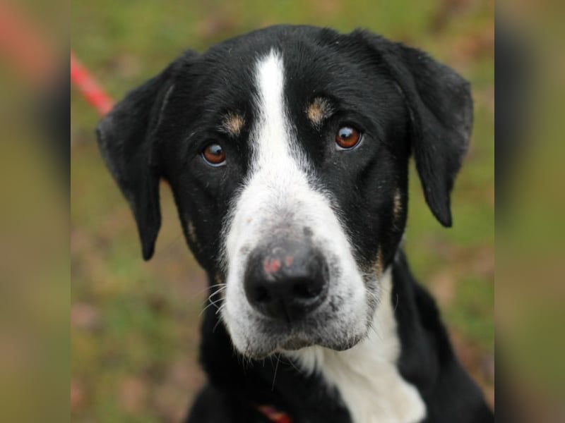 DEWEE – Berner Sennen-Labrador-Mix aus Mornac