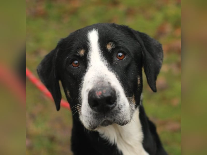DEWEE – Berner Sennen-Labrador-Mix aus Mornac