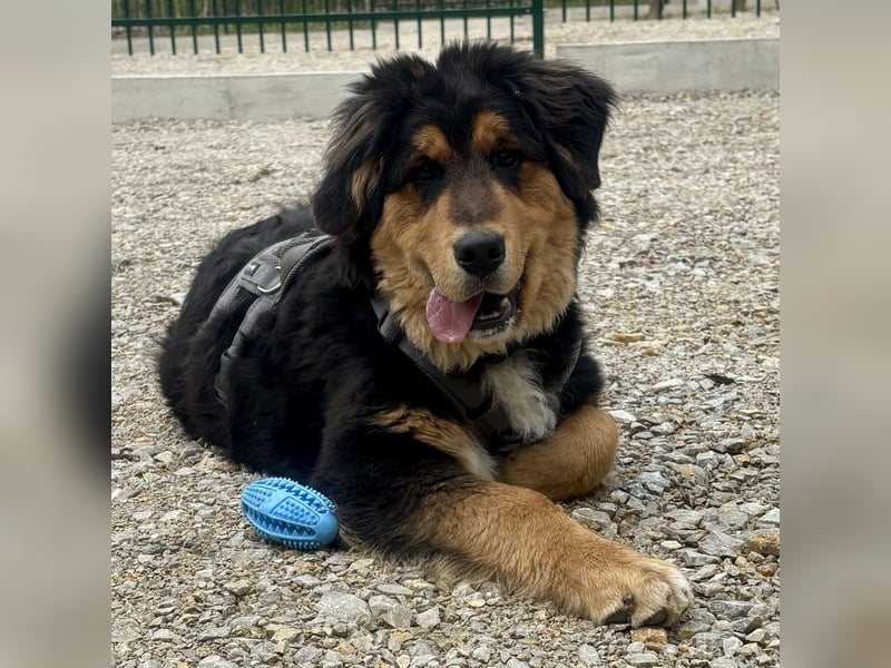 Jummy ein großer kinderlieber Teddybär