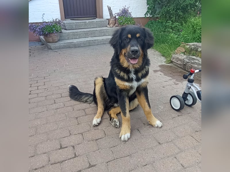 Großer Arthur sucht dringend ein neues zu Hause