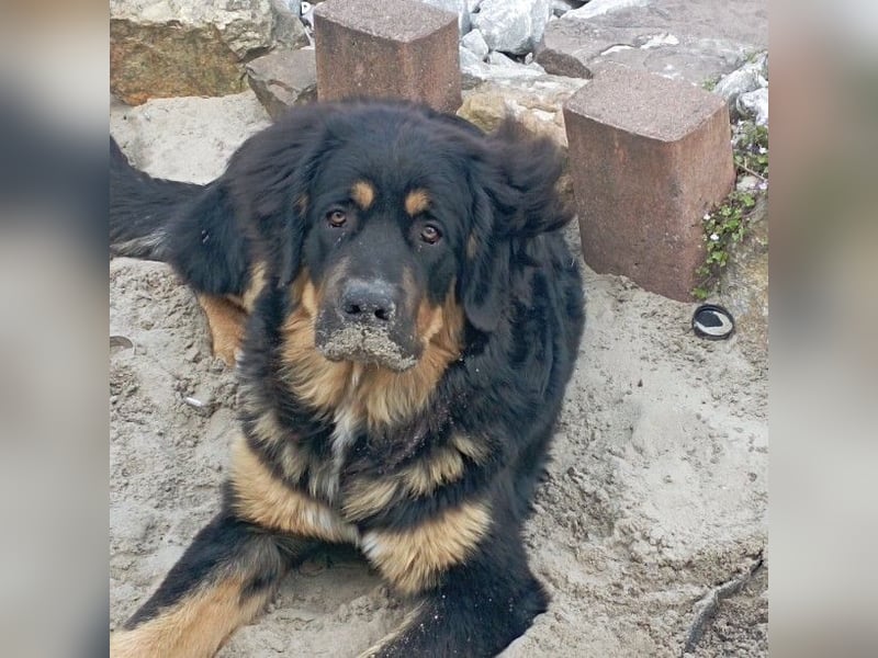 Wunderschöner Bär sucht dich!