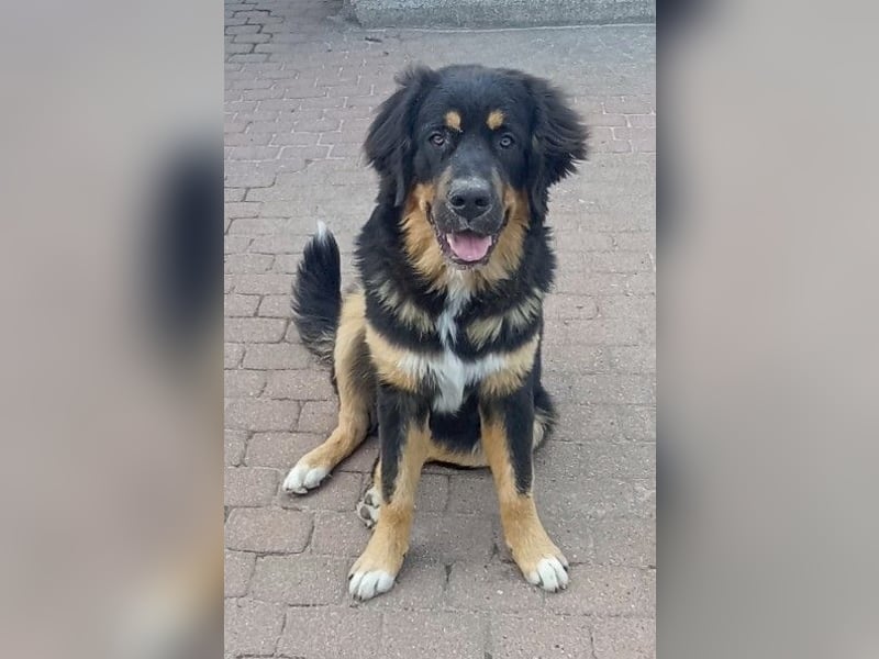 Wunderschöner Bär sucht dich!