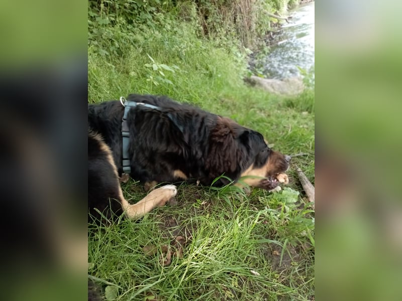 Wunderschöner Bär sucht dich!